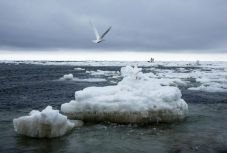 Bírói döntés: Trump nem engedélyezheti az olaj-, és gázkitermelést Alaszkánál