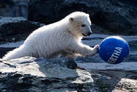 A Hertha nevet kapta a berlini állatkert jegesmedvebocsa