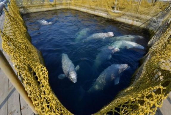 Az oroszok szabadon fogják engedni a „cetbörtön” foglyait