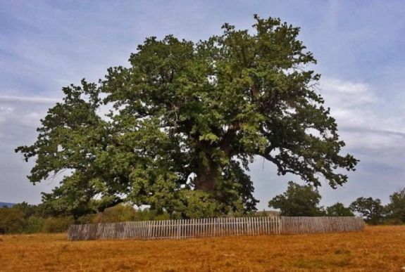 Románia legnagyobb fái: Erdélyben van a famatuzsálemek zöme