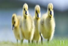 Szász István Szilárd: Áprilisi kacsa