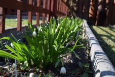 Hogyan legyen nagy öröm a kiskert? Csíkszereda főkertészének tanácsai