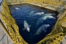 Az oroszok szabadon fogják engedni a „cetbörtön” foglyait