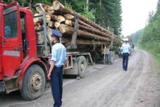 Alkotmányellenes az a törvény, amely szerint elkobozható az ellopott fát szállító jármű