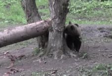 Széttépte egy Argeș megyei erdész lábát a medve 