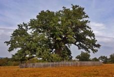 Románia legnagyobb fái: Erdélyben van a famatuzsálemek zöme