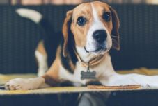 Kutatók szerint a kutyák képesek kiszagolni a rákot