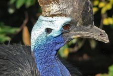 Megölte a gazdáját egy madár