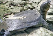 Elpusztult a világ egyik legritkább teknősfajának utolsó ismert nősténye