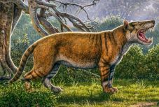 A valaha élt egyik legnagyobb húsevő emlős maradványaira bukkantak