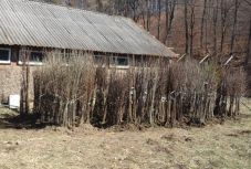 Visszatelepítenék az őshonos gyümölcsfákat Háromszéken