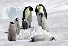 Éghajlatváltozás: egyetlen éjszaka alatt császárpingvin-fiókák ezrei vesztek oda