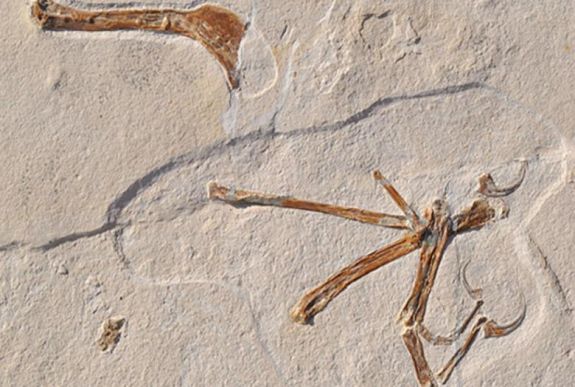 150 millió éves ősmadár-fosszíliára bukkantak Németországban