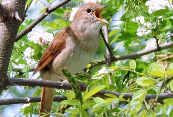 Idén is megtartják a Fülemülék Éjszakáját Kolozsváron