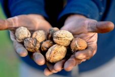 Európai uniós nagyhatalom Románia, egyelőre csak diótermesztésben