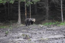 Amilyen gyorsan jött, úgy el is illant – medvelesen jártunk Csíkszentsimon mellett