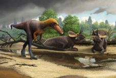 Azonosították a T. rex egyik korai rokonát