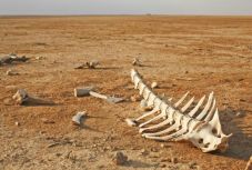 Egymillió fajt fenyeget a kihalás