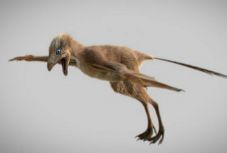 Eddig ismeretlen, szárnyas dinoszauruszt azonosítottak