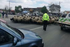 Néha a román rendőrök felcsapnak juhásznak