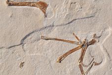 150 millió éves ősmadár-fosszíliára bukkantak Németországban