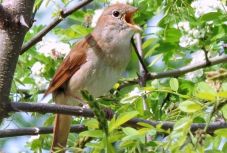 Idén is megtartják a Fülemülék Éjszakáját Kolozsváron
