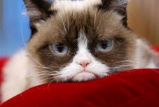 Meghalt Grumpy Cat, az internet legmorcosabb macskája