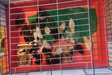 Vadkacsafiókákat mentettek a tűzoltók Nagyváradon