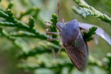 A vérszívó poloskák legalább 115 millió éve élnek a bolygón 