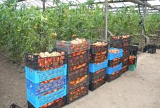 Pályázhatnak a termelők a paradicsom-termesztési támogatásra