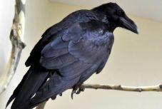 A hollók képesek átvenni egymás érzelmeit