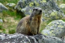 Az állatok genetikai sokszínűségére is hatással van a klímaváltozás