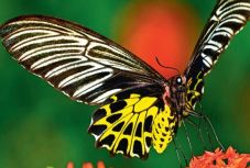 Magyar tudósok legújabb kutatása: a lepkeszárnyak alkalmasak a rossz levegő kimutatására