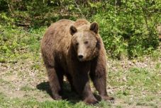 Külföldi turistákra támadt a medve a Fogarasi-havasokban