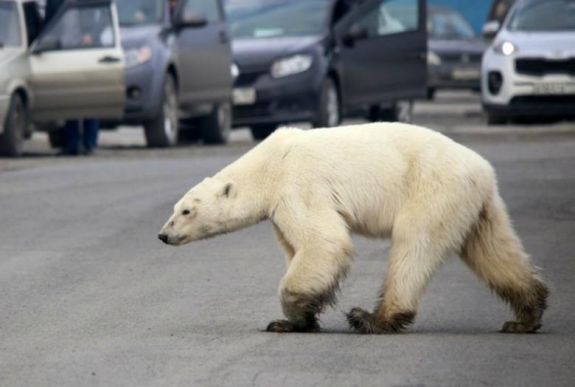 Éhes jegesmedve kóborolt egy orosz városban