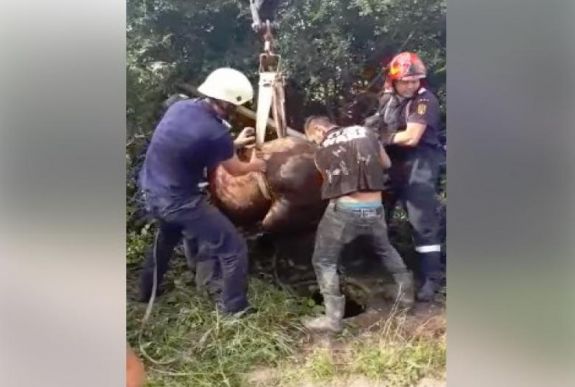 Lovat mentettek ki egy csatornanyílásból az aradi tűzoltók