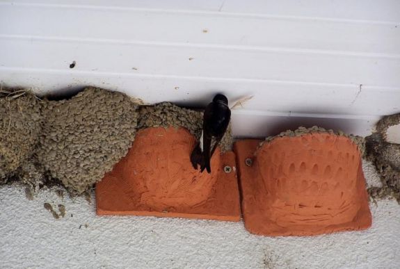 Műfecskefészekkel segítik a fecskéket