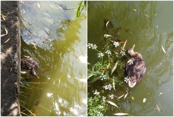 Több tucat kacsa pusztult el az elmúlt hetekben egy kolozsvári tóban