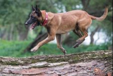 Magyar „csodakutya” a világ 5 legjobb mentőkutyája között