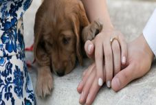  Szász István Szilárd: Kutya világ