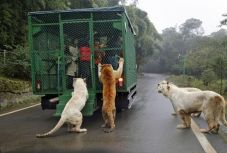 Állatkert újragondolva: az ember ketrecben, az állatok szabadon