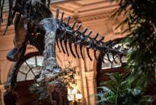 Senkinek sem kellett a hatalmas dinoszauruszkövület