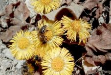 Hogyan készül a méz? Homoródalmási méhészetben jártunk