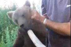 Szívszaggatóan sír az ágostonfalvi domboldalon az anyjától elszakított medvebocs (VIDEÓ)