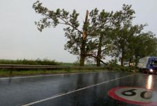 Kiszáradt út menti fák veszélyeztetik az autósok épségét Nagyzerénd határában