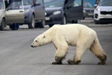 Éhes jegesmedve kóborolt egy orosz városban