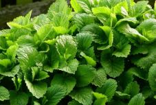 Hat növény, amellyel távol tarthatjuk a szúnyogokat