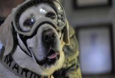 Nyugdíjazták Fridát, a 12 ember életét megmentő mexikói keresőkutyát