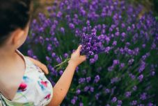 Hogyan dekoráljunk a levendulával? Szakértőt kérdeztünk