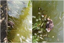 Több tucat kacsa pusztult el az elmúlt hetekben egy kolozsvári tóban